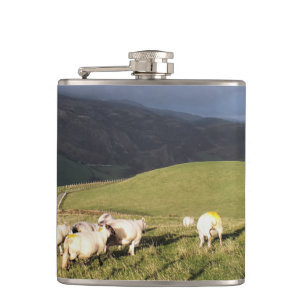 FLASQUES SHEEP