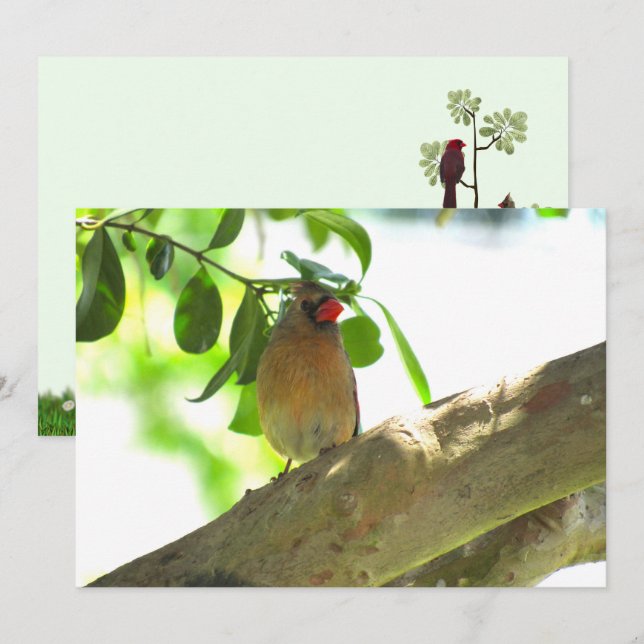 Flaterkarte "Backyard Bird Kardinal" (Vorne/Hinten)