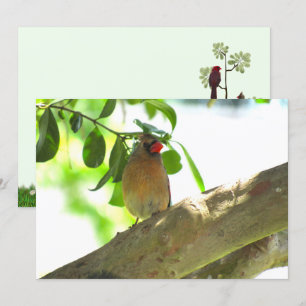 Flaterkarte "Backyard Bird Kardinal"