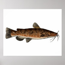 Flathead Catfish