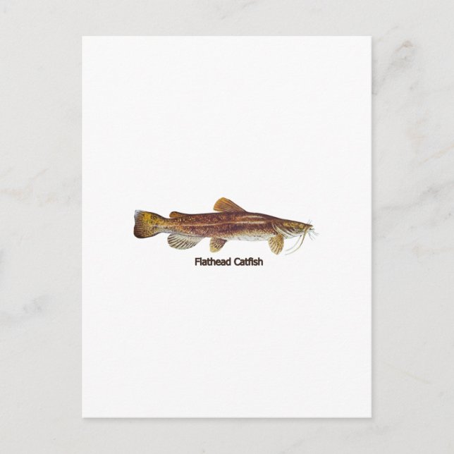 Flathead Catfish Postkarte (Vorderseite)