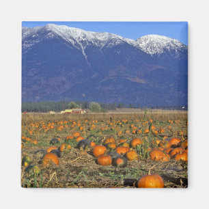 Flathead Valley Montana Kürbisfeld Magnet