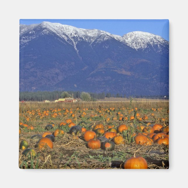 Flathead Valley Montana Kürbisfeld Magnet (Vorne)