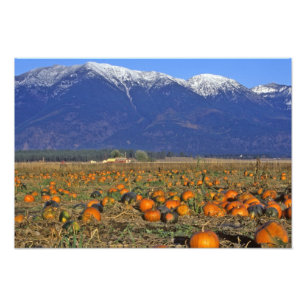 Flathead Valley Montana Pumpkin Patch Fotodruck