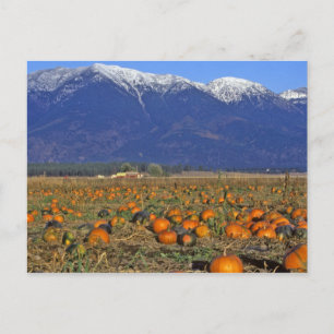 Flathead Valley Montana Pumpkin Patch Postkarte