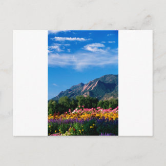 Flatironen und Blume, Boulder Colorado Postkarte