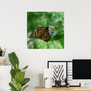 Flatternder Monarchfalter auf Blüte Poster