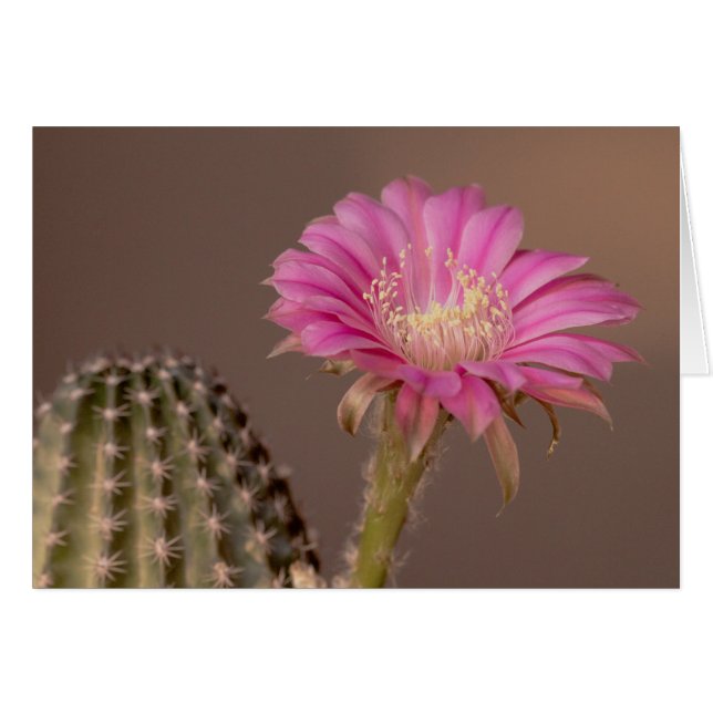 Flatty Cake fleurit (Devant horizontal)