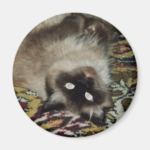 Flaumige Katze Magnet