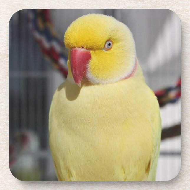 Flaumiger Lutino Inder Ringneck Parakeet Getränkeuntersetzer (Vorderseite)