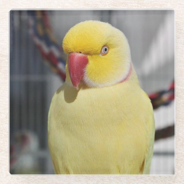 Flaumiger Lutino Inder Ringneck Parakeet Glasuntersetzer (Vorderseite)