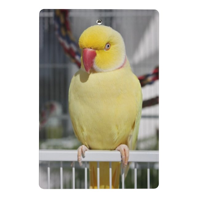 Flaumiger Lutino Inder Ringneck Parakeet Mini Klemmbrett (Rückseite)