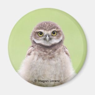 Flaumiger Owlet-Magnet Magnet