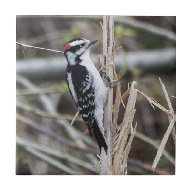 Flaumiger Specht Fliese (Vorderseite)