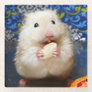 Flaumiger syrischer Hamster Kokolinka, das einen Glasuntersetzer