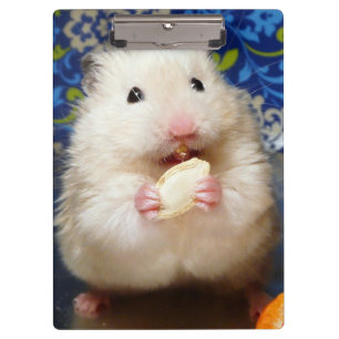 Flaumiger syrischer Hamster Kokolinka, das einen Klemmbrett