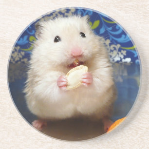 Flaumiger syrischer Hamster Kokolinka, das einen Untersetzer