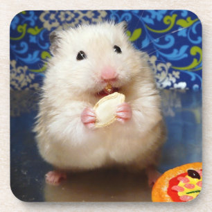 Flaumiger syrischer Hamster Kokolinka, das einen Untersetzer