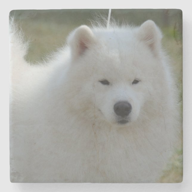 Flaumiger weißer amerikanischer Eskimohund Steinuntersetzer (Vorderseite)