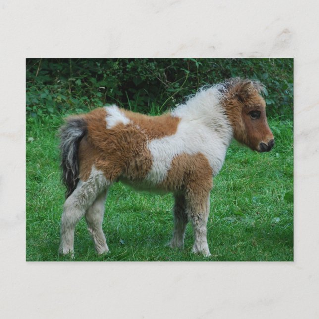 Flaumiges entzückendes Dartmoor Pony Postkarte (Vorderseite)