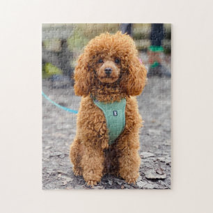 Flauschig-Brauner-Pfropfhund
