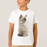 Flauschige Blaue Augen Ragdoll-Katze Illustration