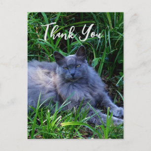 Flauschige Russische Blaue Katze Dankeskarte Postkarte