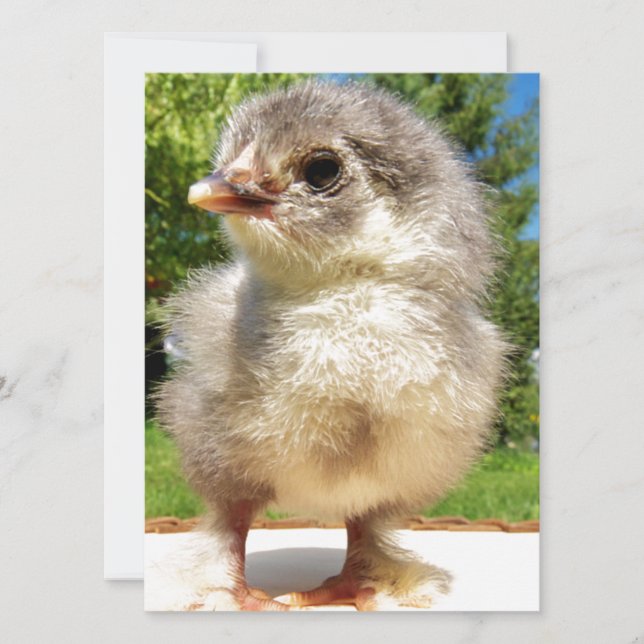 flauschiges Huhn (Vorderseite)