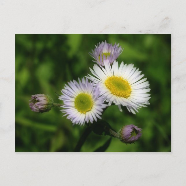 Fleabane White Daisies Blume Postkarte (Vorderseite)