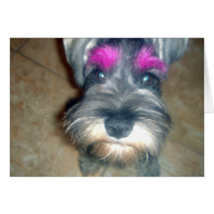 Flèche rose - Schnauzer miniature