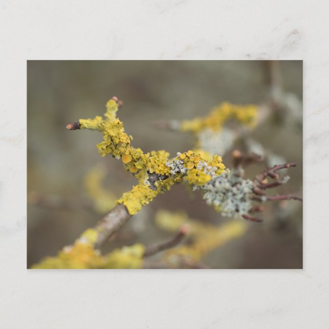 Flechten Postkarte (Vorderseite)