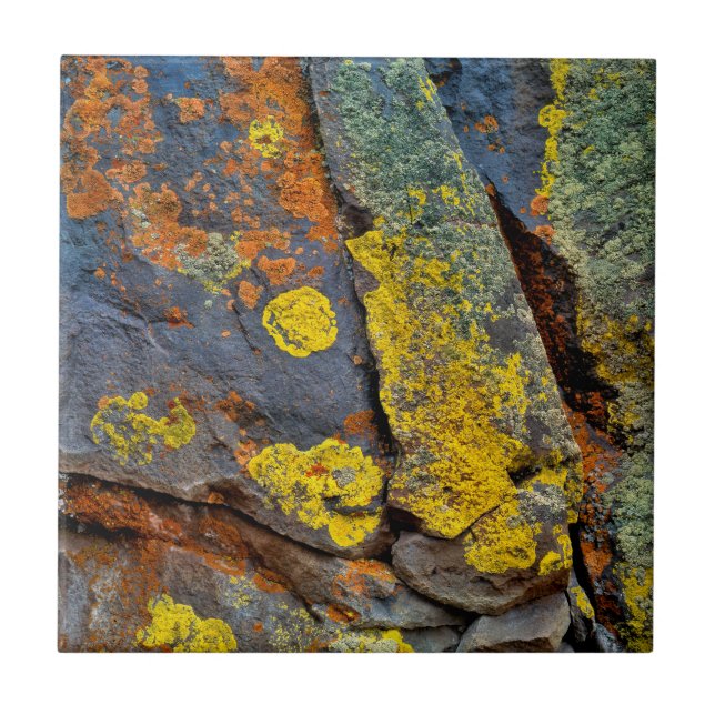 Flechtenbedeckte Felsen Fliese (Vorderseite)