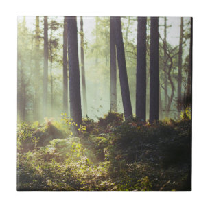 Flecken des Unterholzes im Wald Fliese