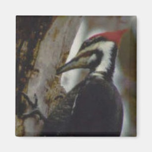 Flecker Magnet