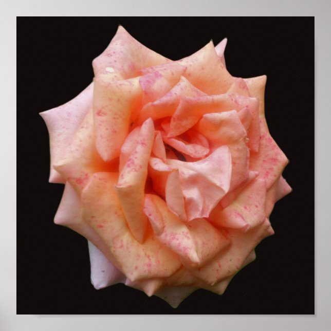 Fleckige PfirsichRose im Blut Poster (Vorne)