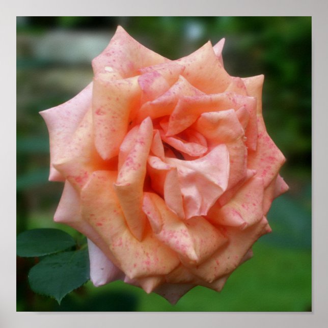 Fleckige PfirsichRose im Blut Poster (Vorne)