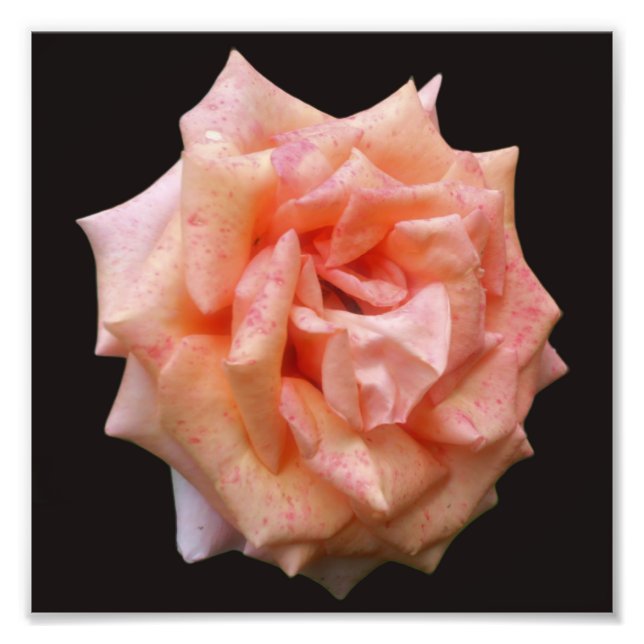 Fleckige Rose in Blüte 8x8 Fotodruck (Vorne)
