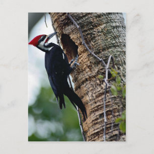 Fleckspecht Postkarte