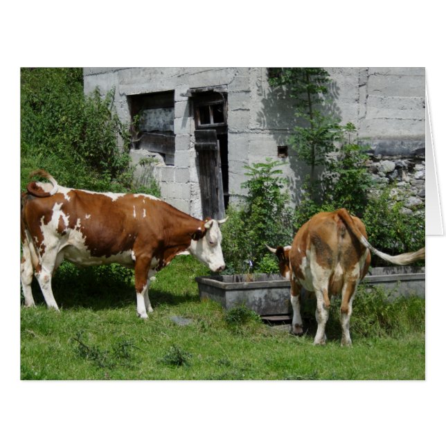 Fleckvieh soif (Devant horizontal)