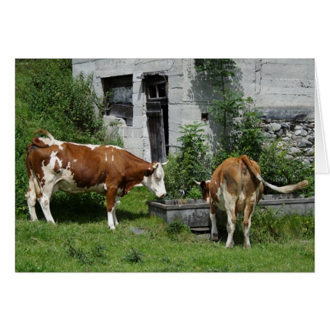 Fleckvieh soif (Devant Horizontal)