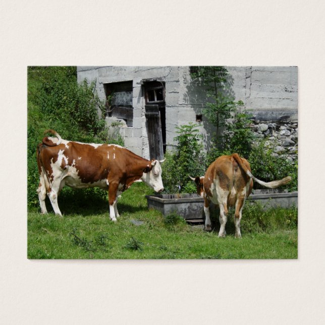 Fleckvieh soif (Devant)