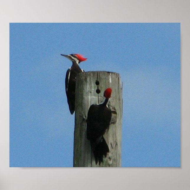 Fleckvögel gegen das Foto des blauen Himmels Poster (Vorne)