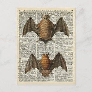 Fledermaus-Anatomie Postkarte