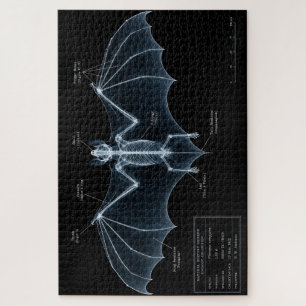 Fledermaus-Skelett-Röntgen-Museumspräparat