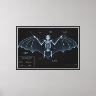 Fledermaus-Skelett-Röntgen-Museumspräparat Leinwanddruck