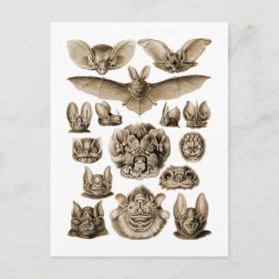 Fledermäuse Postkarte