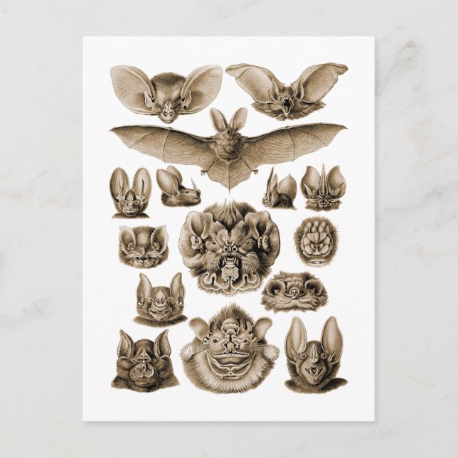 Fledermäuse Postkarte (Vorderseite)