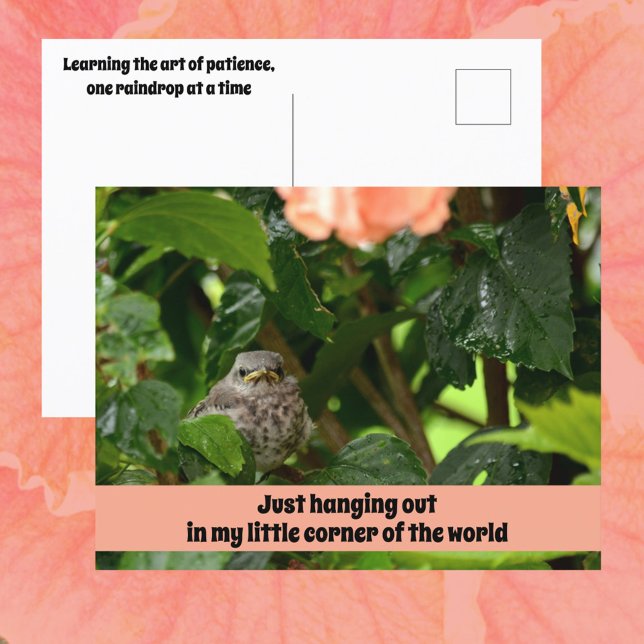 Fledgling Mockingbird Cute Wildlife Photographic Postkarte (Von Creator hochgeladen)