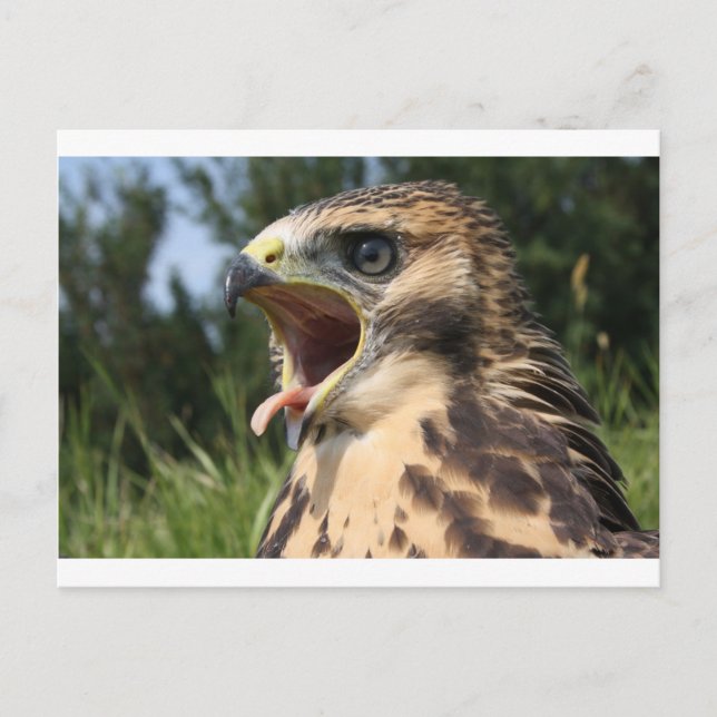 Fledgling Red Tail Hawk Postkarte (Vorderseite)