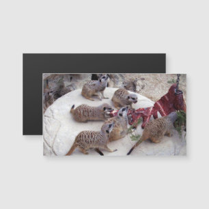 Fleisch fressende Fleischkatzen mit Teebechern, Magnetkarte